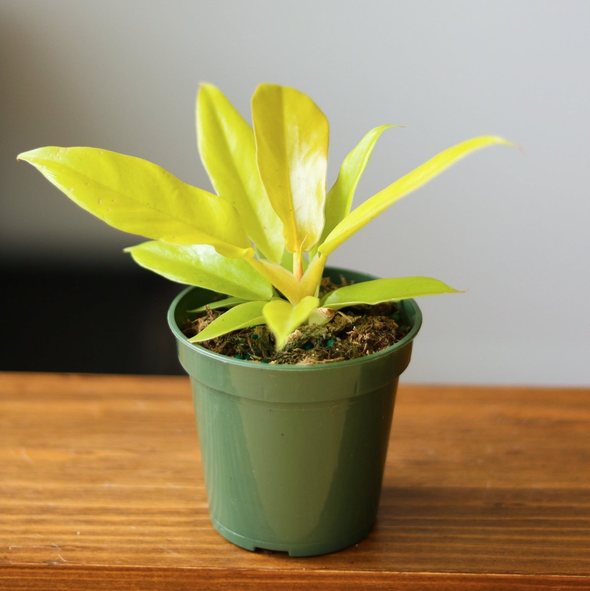 Philodendron 'Golden Crocodile'