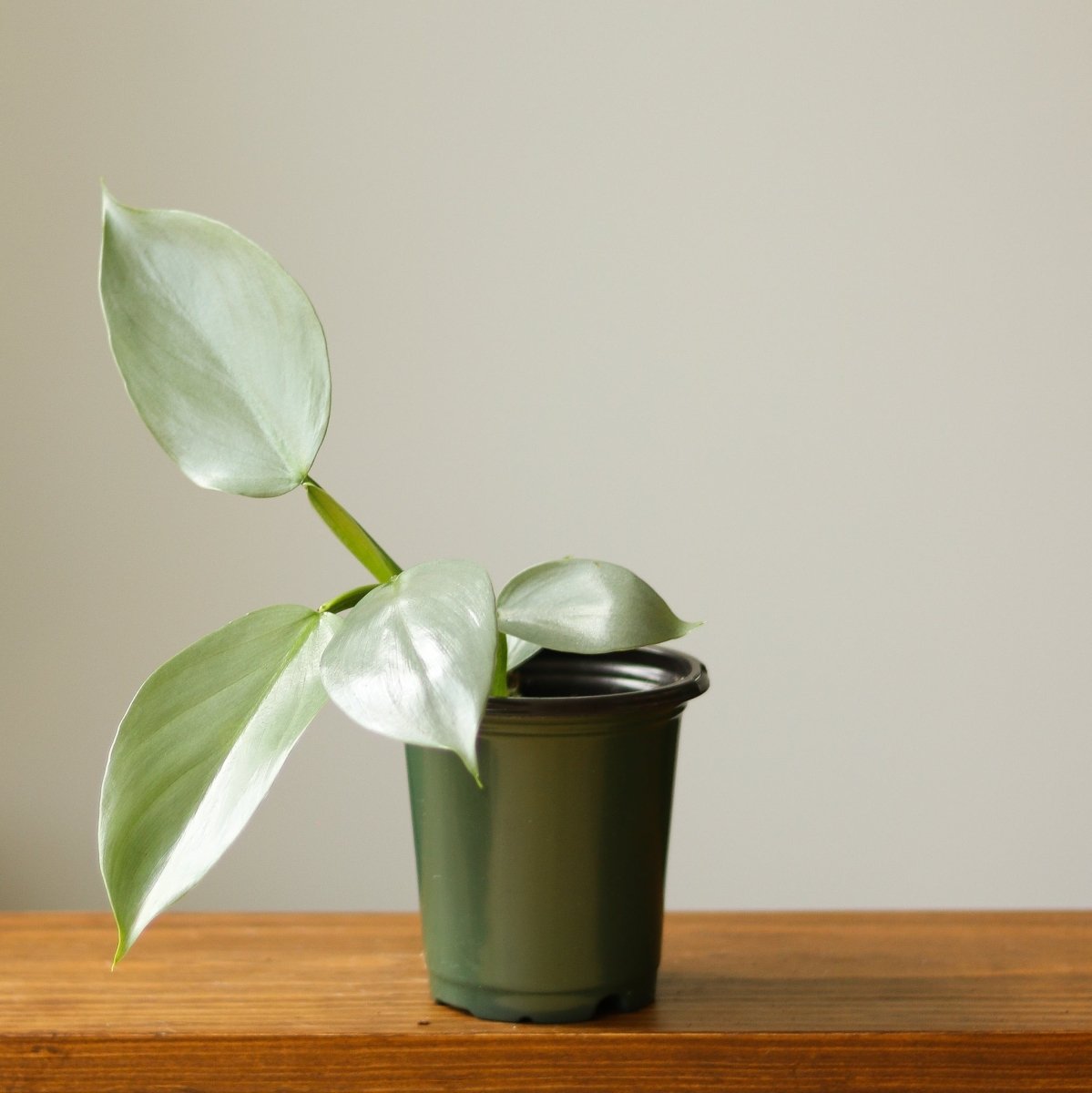 Philodendron Hastatum ‘Silver Sword’ – Frosty Aroid With Lance-Shaped Leaves