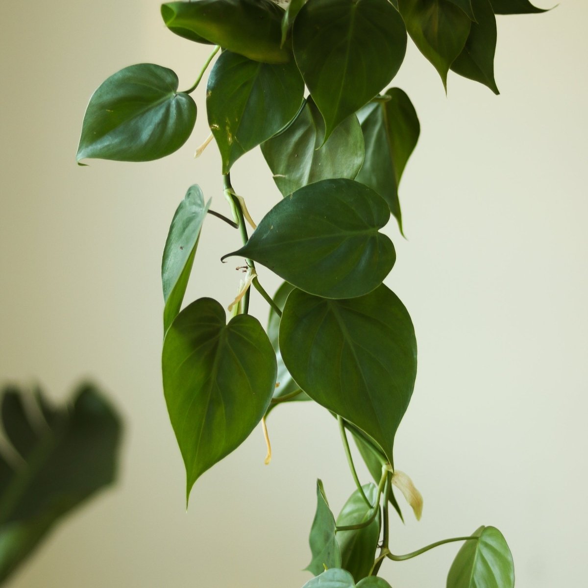 Philodendron Hederaceum 'Heartleafed Philodendron' Hanging Basket