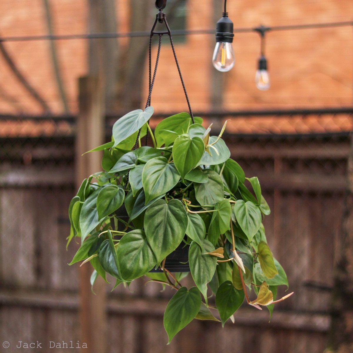 Philodendron Hederaceum -'Heartleafed Philodendron'