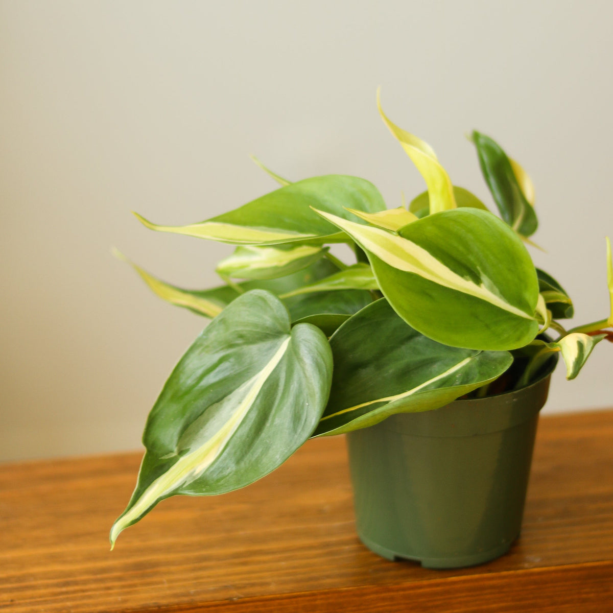 Philodendron 'Silver Stripe' Hanging Basket
