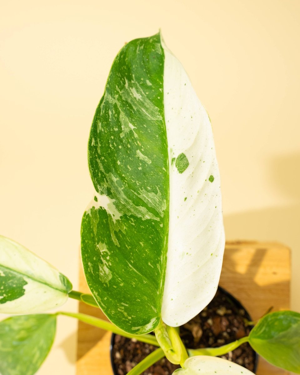 Philodendron ‘José Buono Fiesta’ — Bold Variegated Collector Aroid