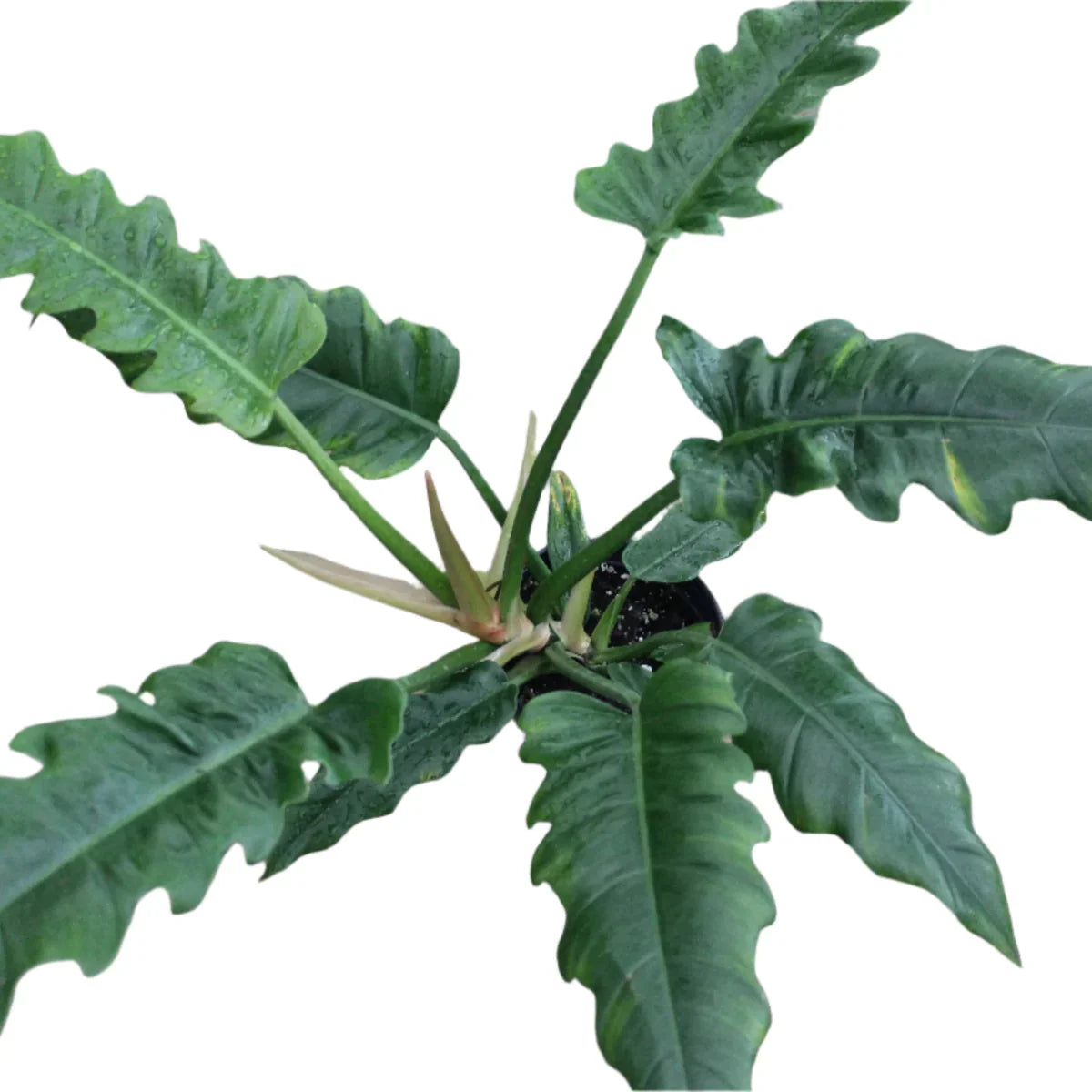 Philodendron 'Jungle Boogie'