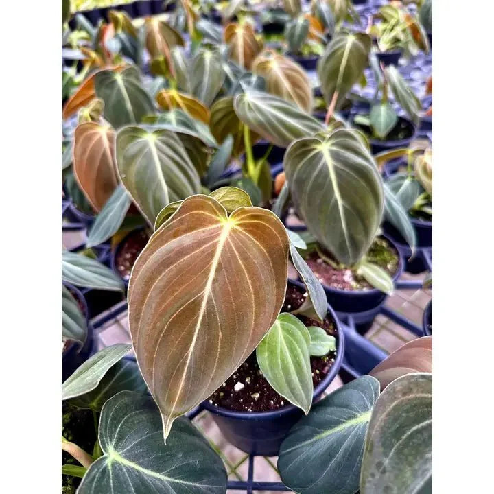 Philodendron Melanochrysum – Black Gold Philodendron | Rare Aroid