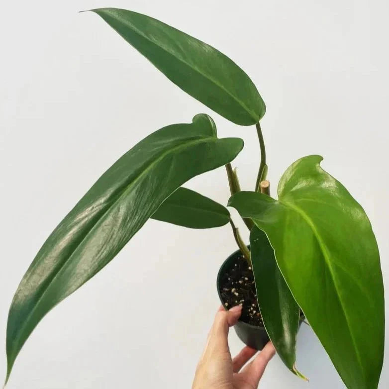 Philodendron Mexicanum - Mexican Tree Philodendron - 6 Inch