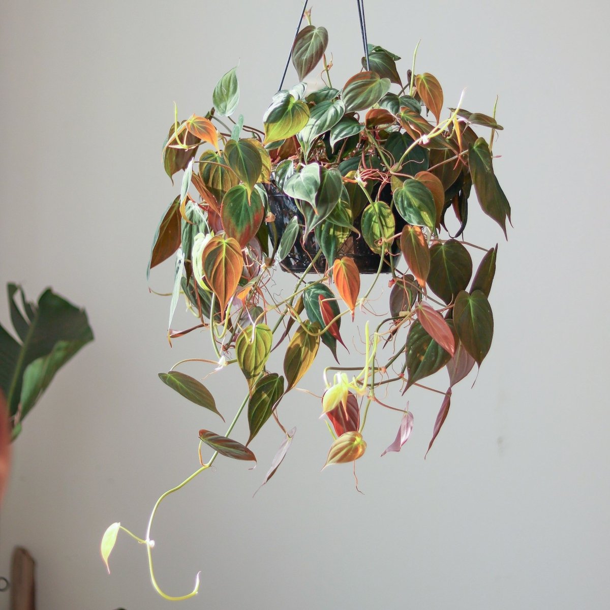 Philodendron Micans