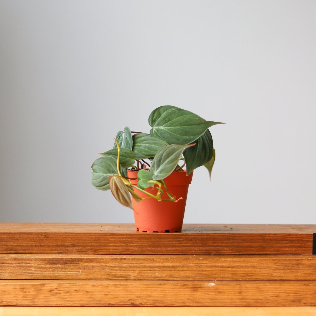 Philodendron Micans- Velvet Philodendron Hanging Basket