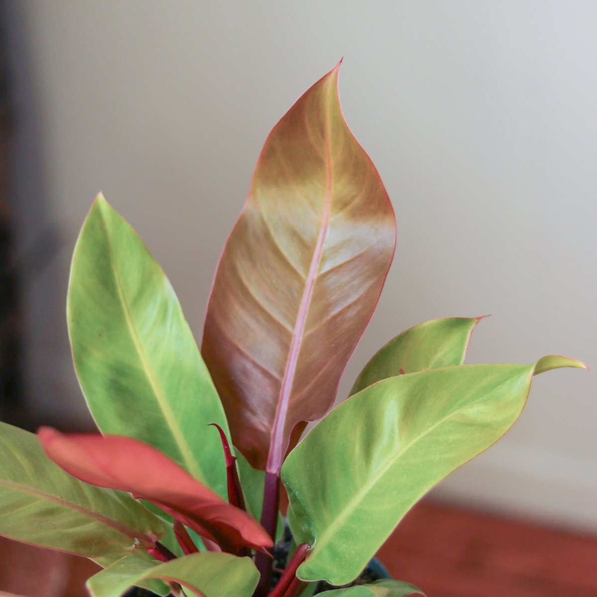 Philodendron 'Prince Of Orange'