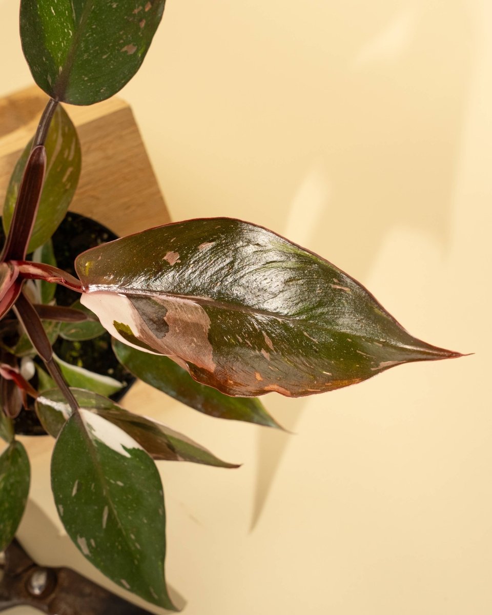 Philodendron Red Anderson ‘Pink Knight’ – Rare Variegated Hybrid