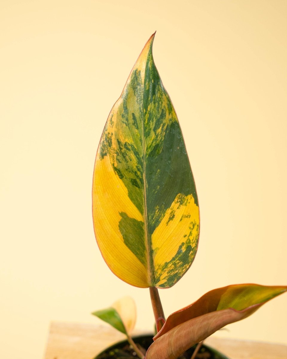 Philodendron Red Congo ‘Red Hot’ – Rare Variegated Houseplant