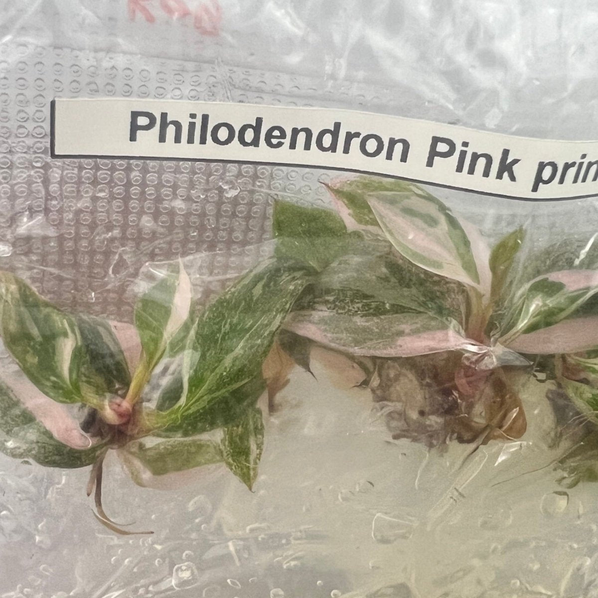 Philodendron Royal Flush Plantlets (4 Packs Of 5) -