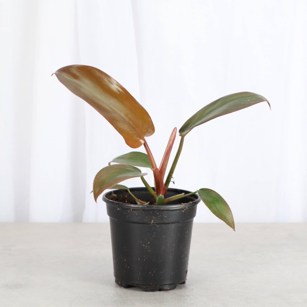 Philodendron ‘Sayaka’ – Rare Bronze-to-Green Glossy Foliage
