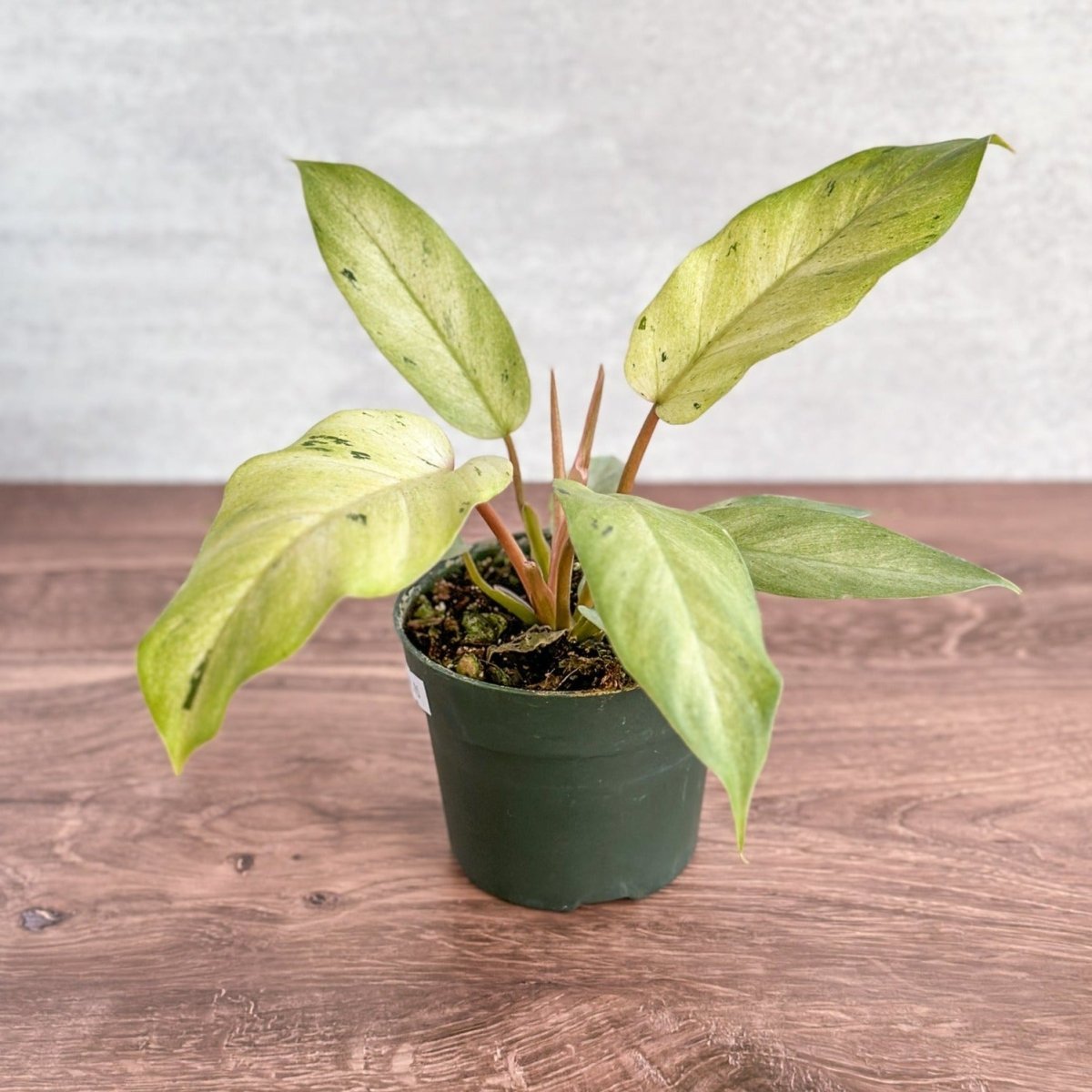 Philodendron ‘Snow Drift' - Snow Drift Philodendron