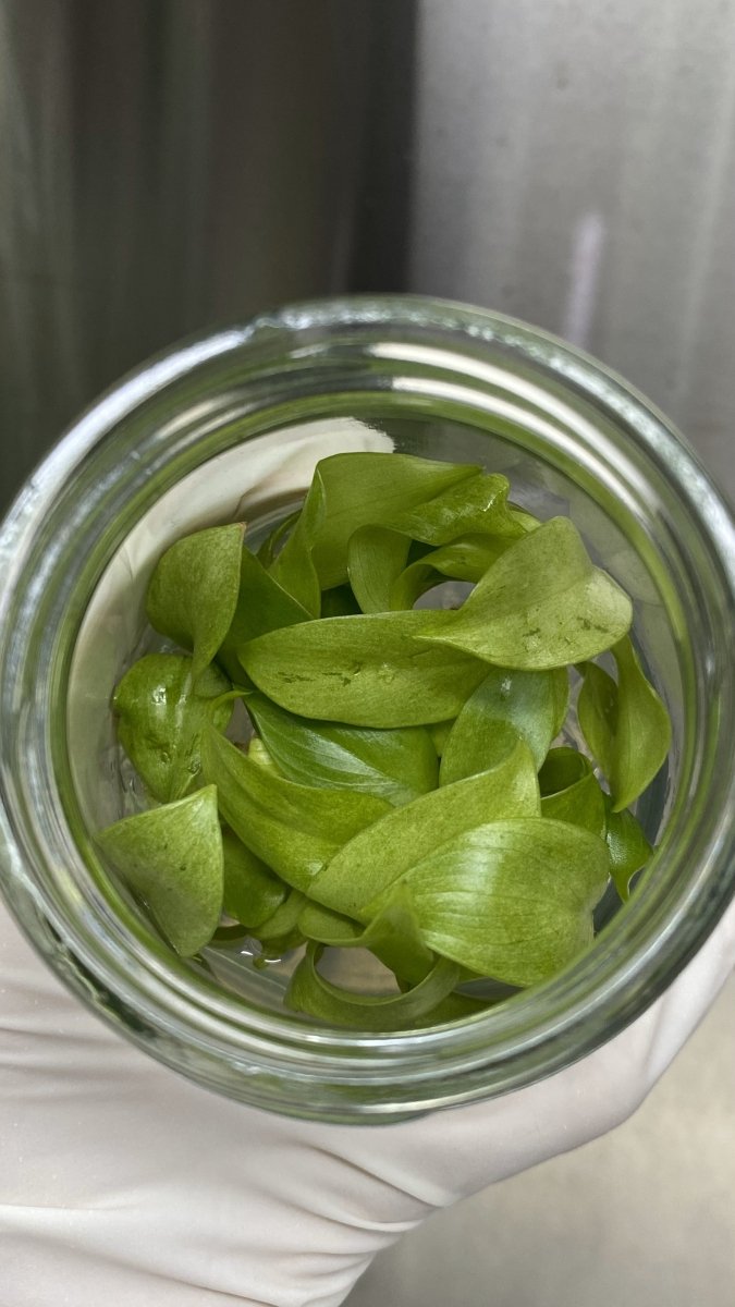 Philodendron Snowdrift Tissue Culture