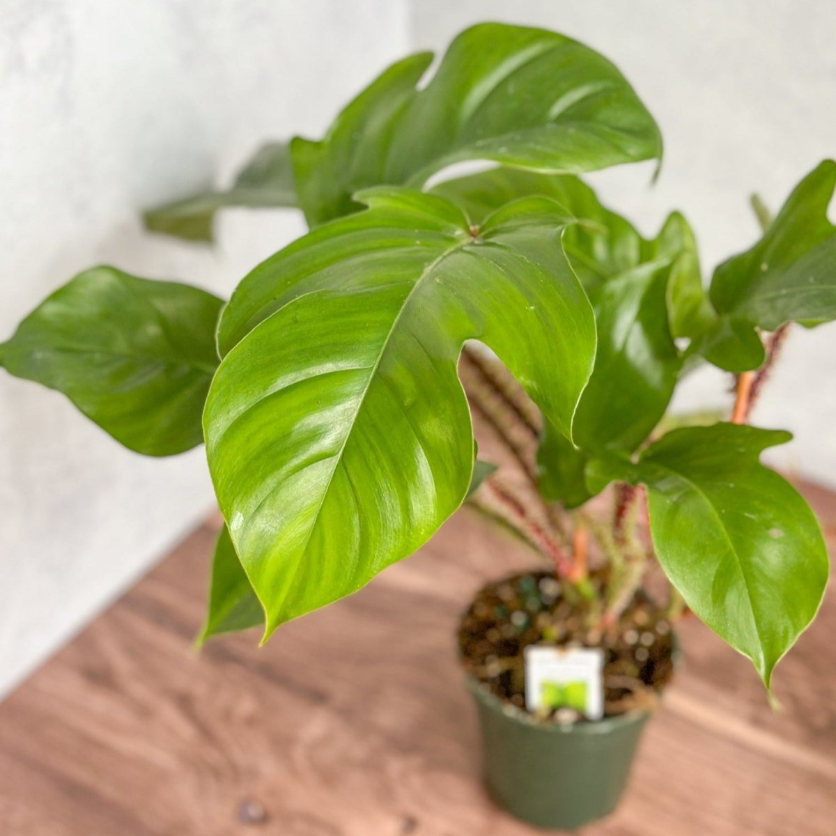 Philodendron Squamiferum - Red Bristle Philodendron -4 Inch