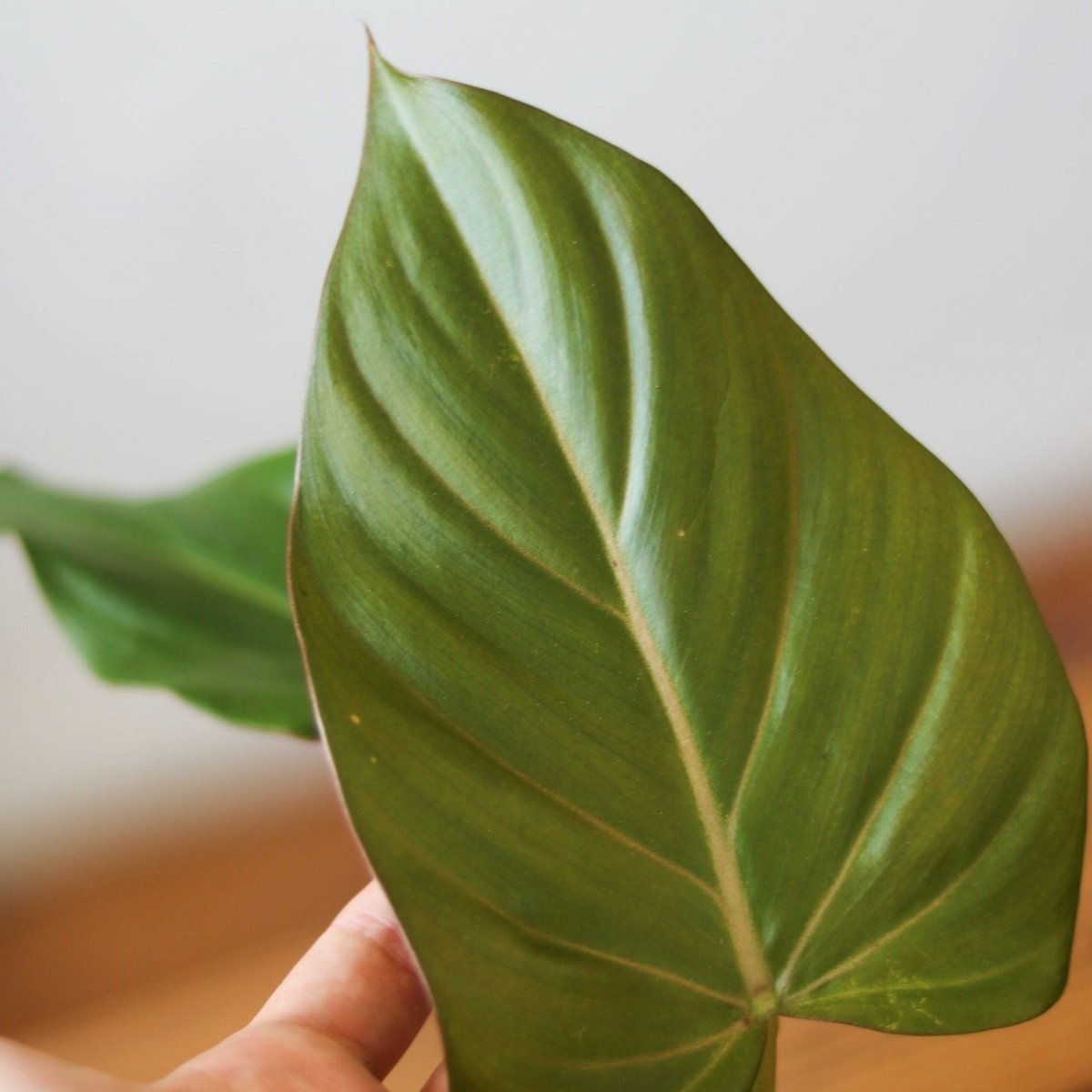 Philodendron 'Summer Glory' -Various Sizes