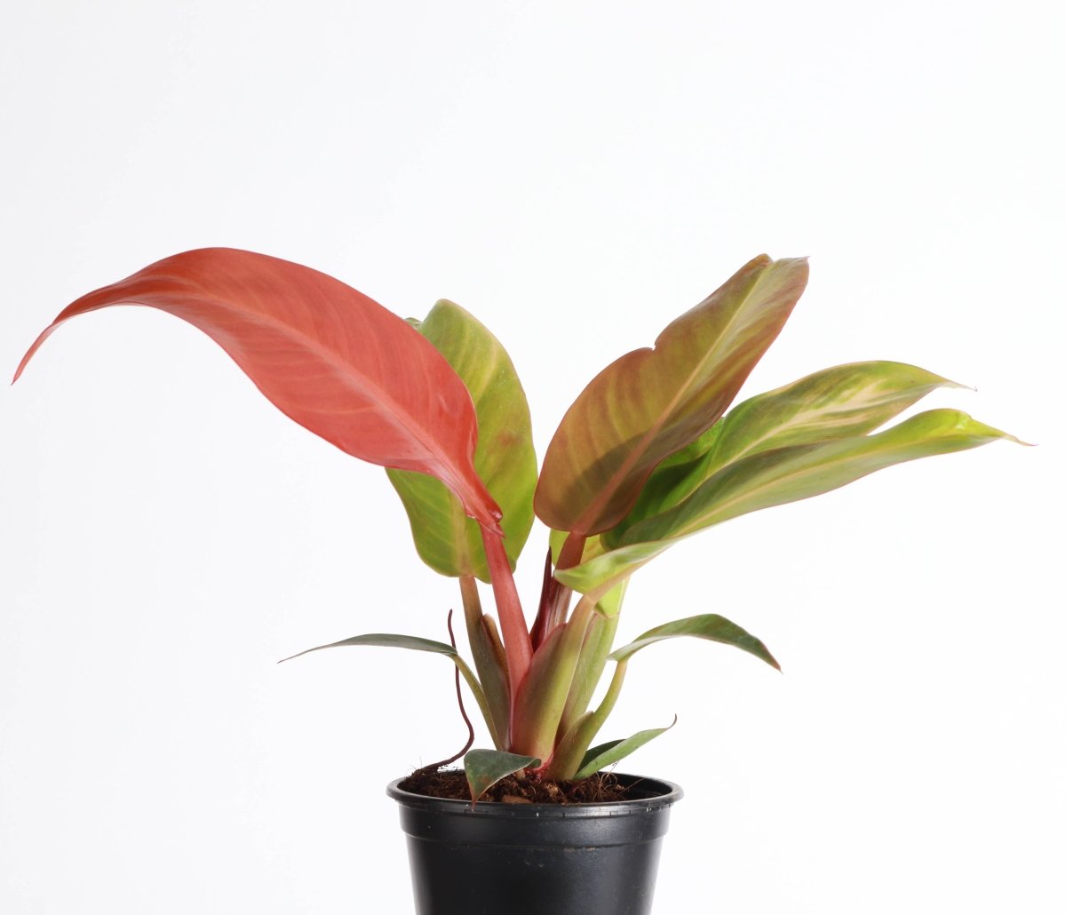 Philodendron ‘Sun Red’ – Vibrant Red-Tinted New Growth