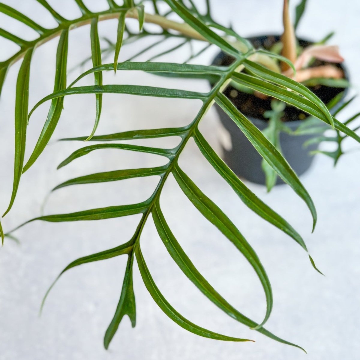 Philodendron 'Tortum' - Lace Leaf Philodendron - 4.5 Inch