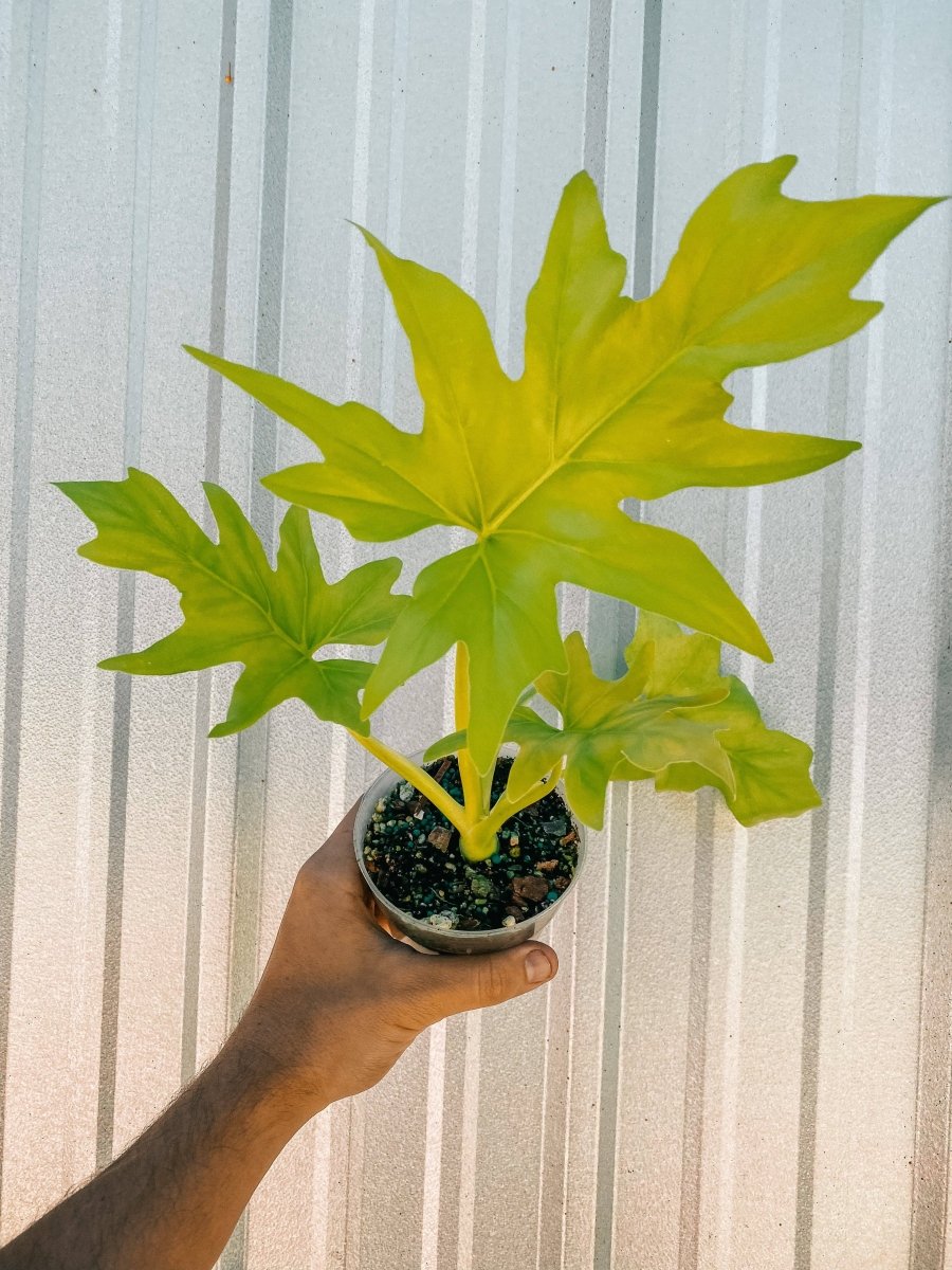 Philodendron ‘Warszewiczii Aurea’ — Chartreuse, Deeply-Lobed Statement Aroid