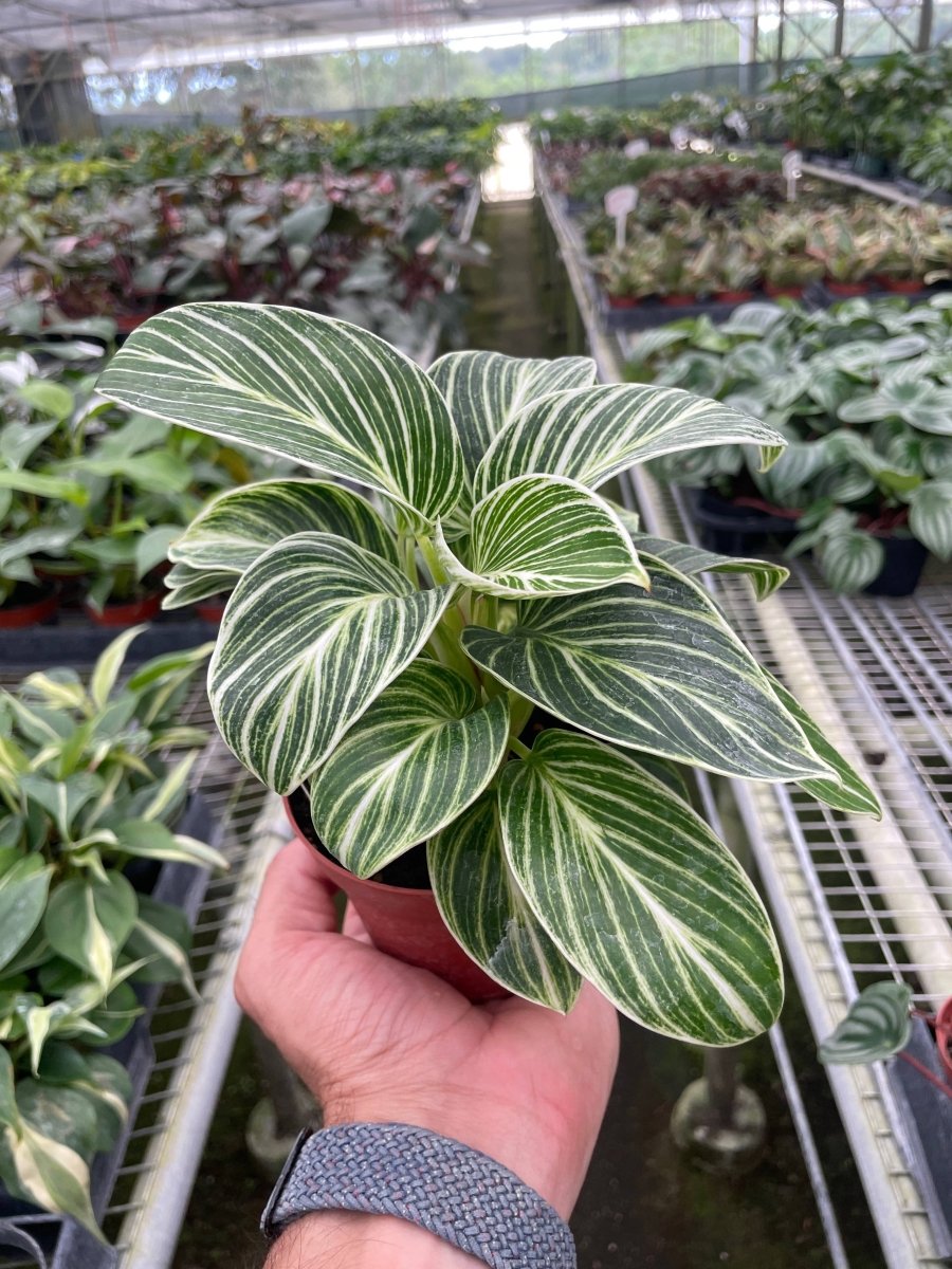 Philodendron White Measure (Philodendron Hybrida)