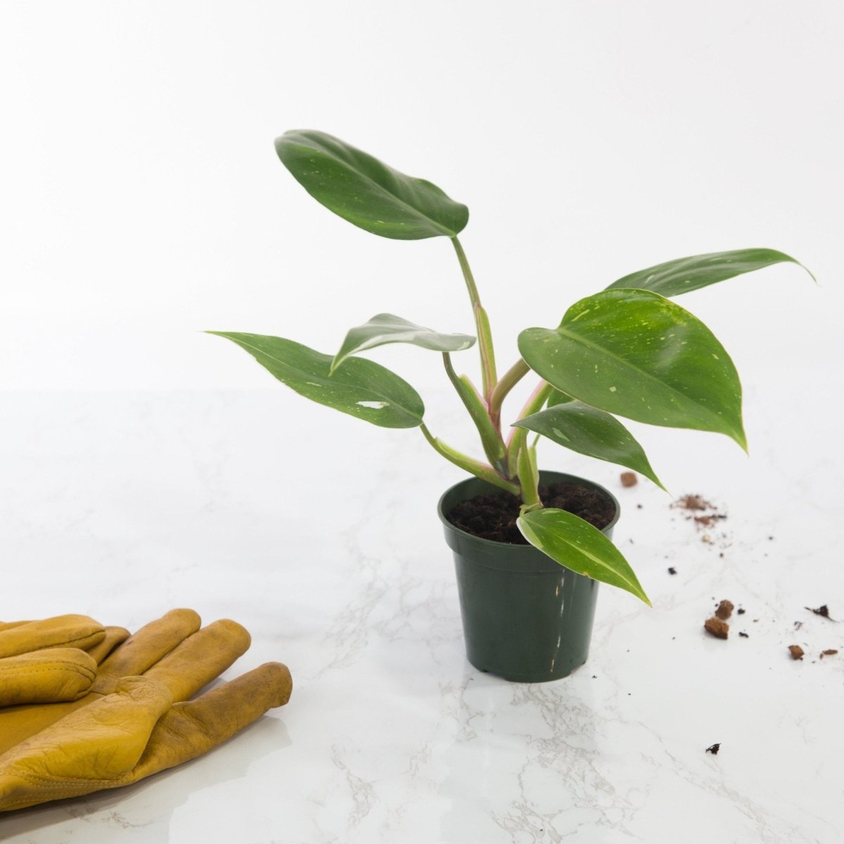 Philodendron 'White Princess' - White Princess Philodendron - Various Sizes