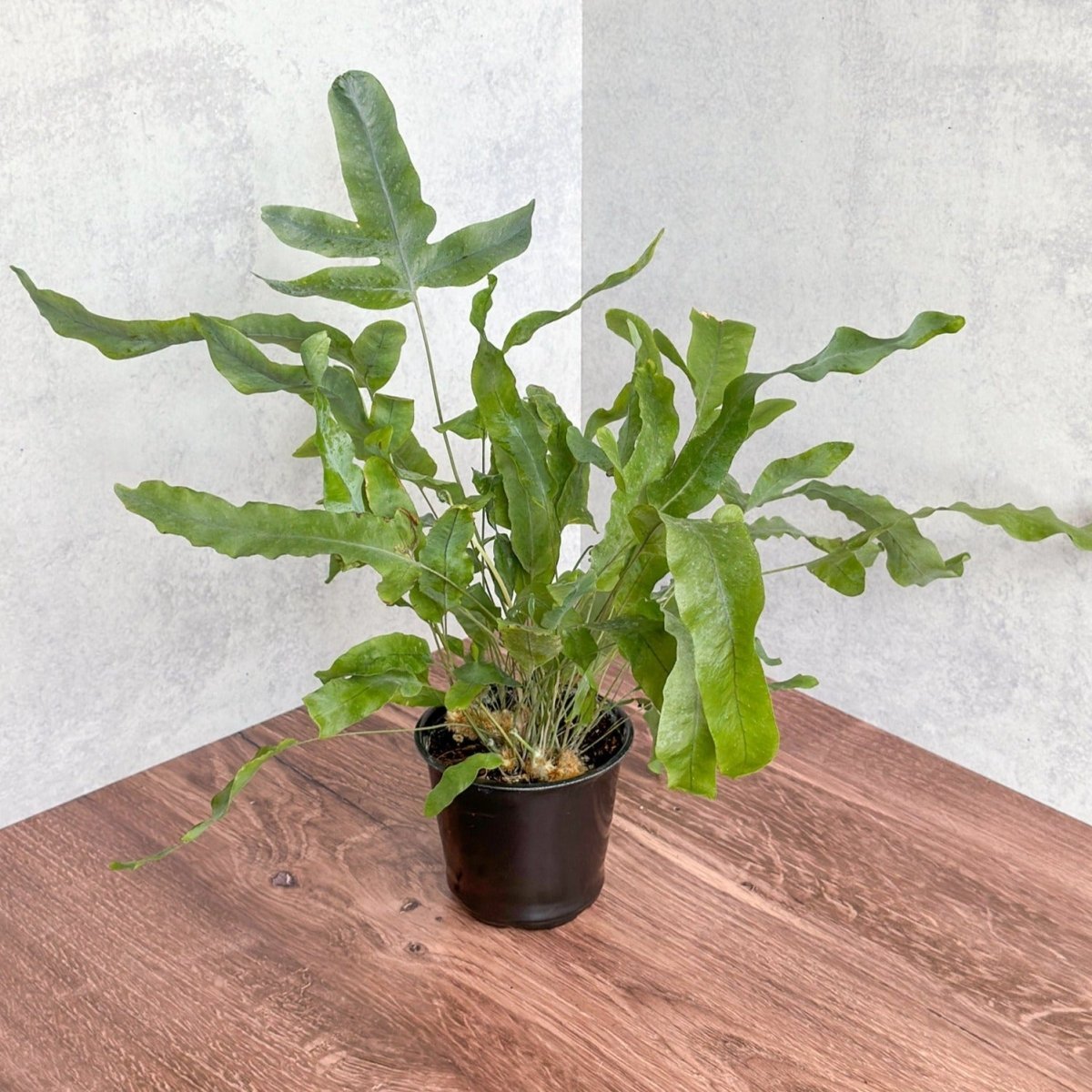 Phlebodium Aureum 'Blue Star Fern'