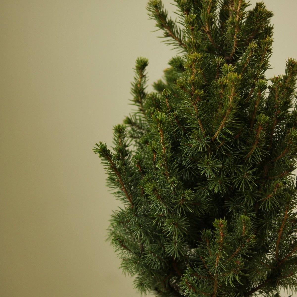 Alberta Spruce ‘Conica’ – Dwarf White Spruce, Compact Holiday Evergreen