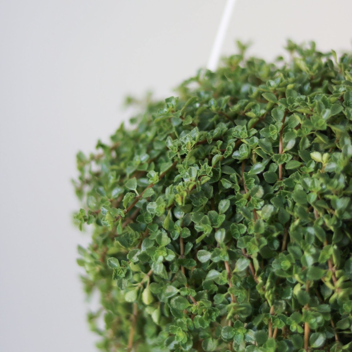 Pilea Depressa 'Baby Tears' - 4.5 Inch Hanging Basket