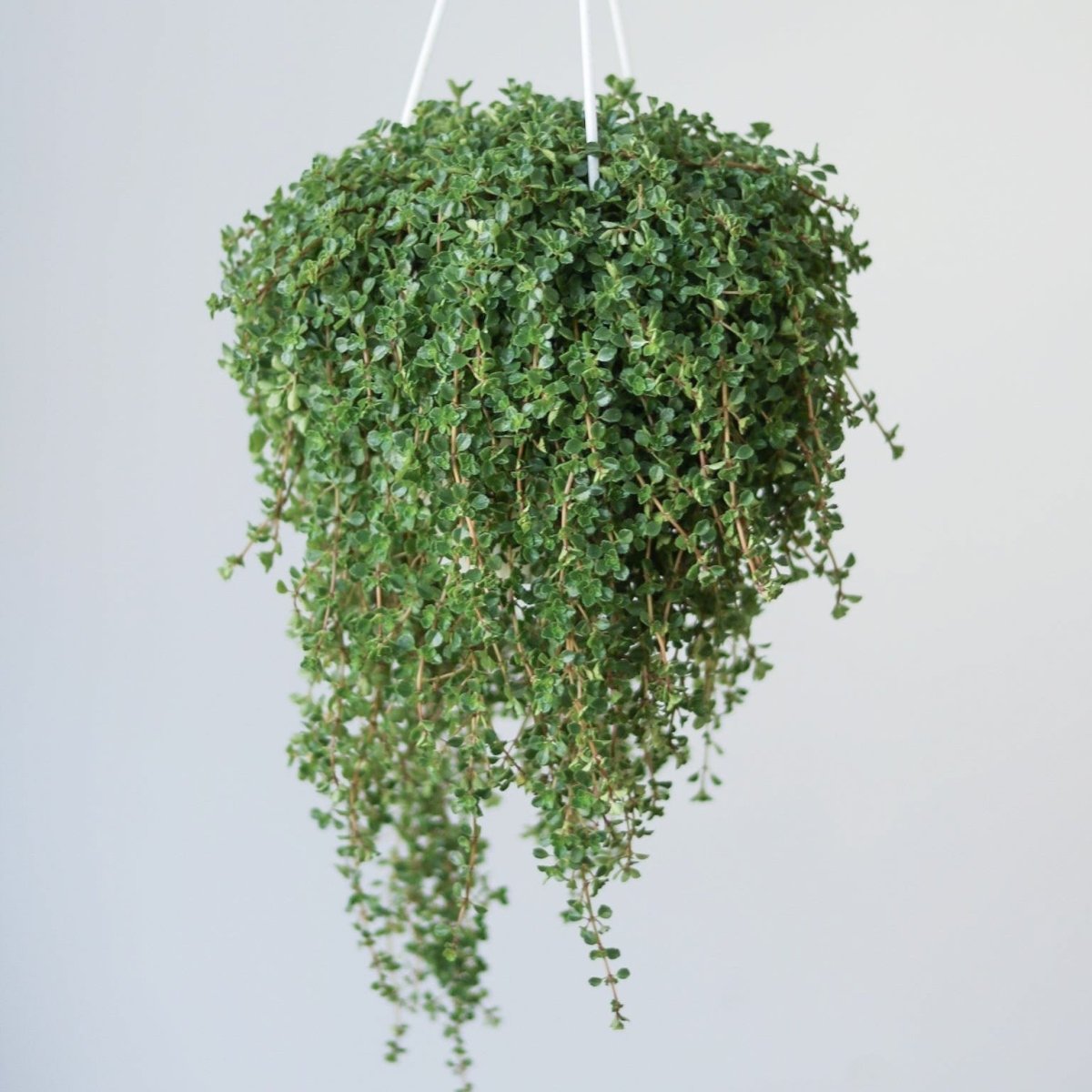 Pilea Depressa 'Baby Tears' - 3.5 Inch