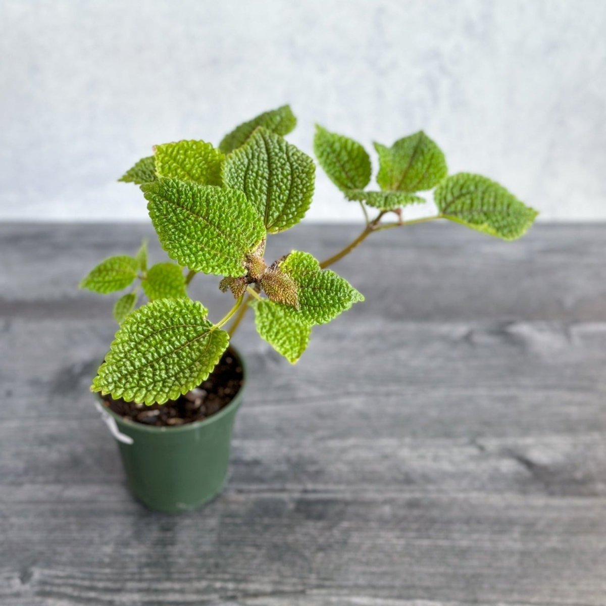 Pilea 'Moon Valley' - Moon Valley