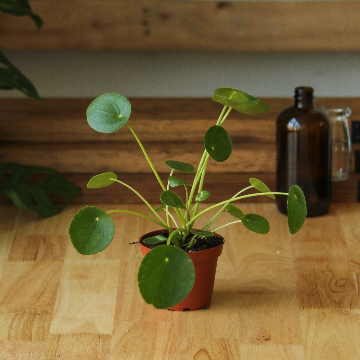 Pilea Peperomioides 'Friendship Plant'