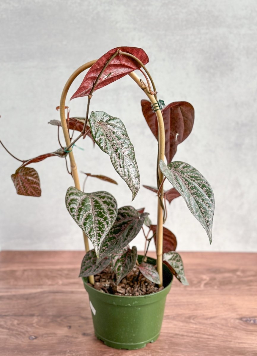 Piper Crocatum - Celebes Pepper
