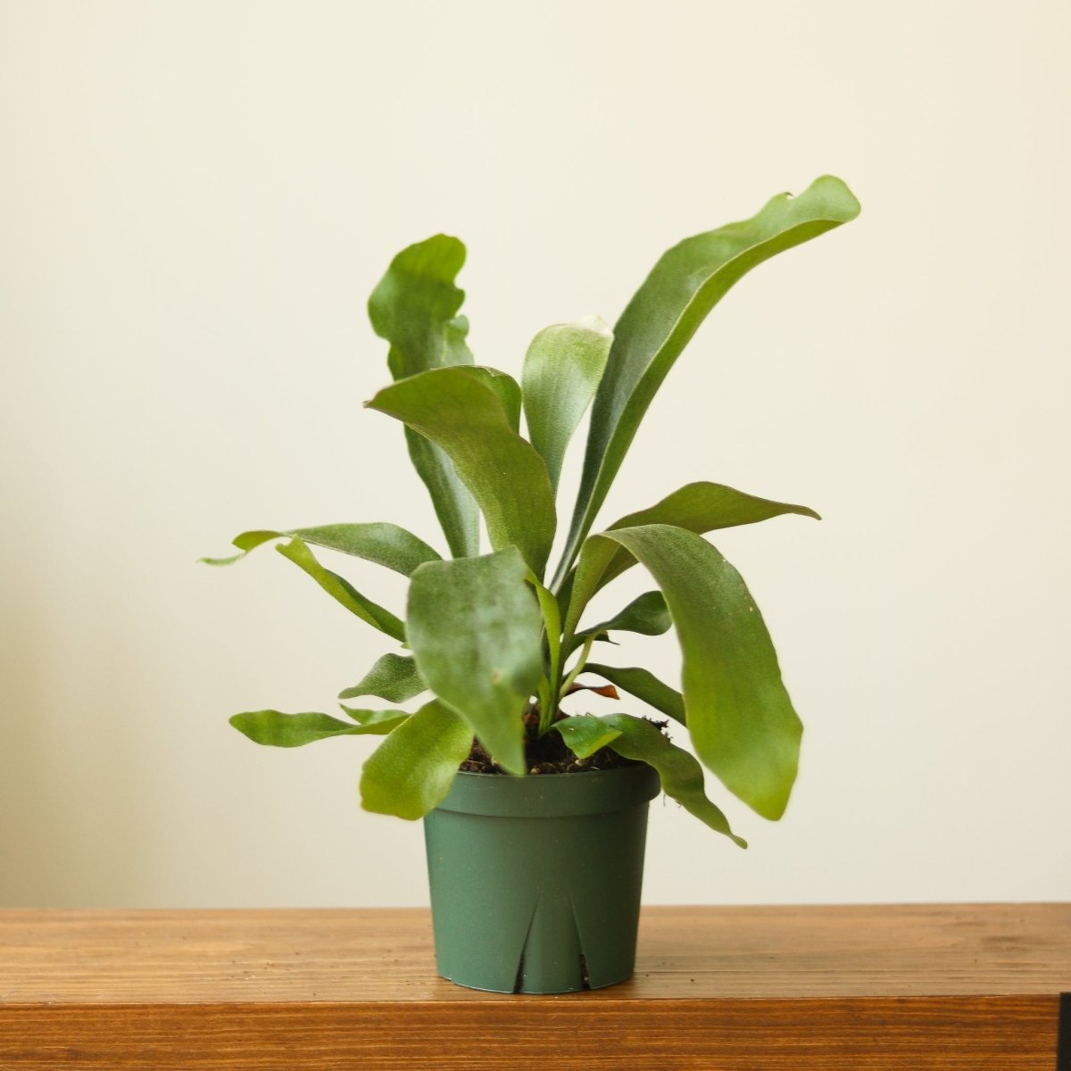 Platycerium Bifurcatum ‘Staghorn Fern’ Wood Plaque