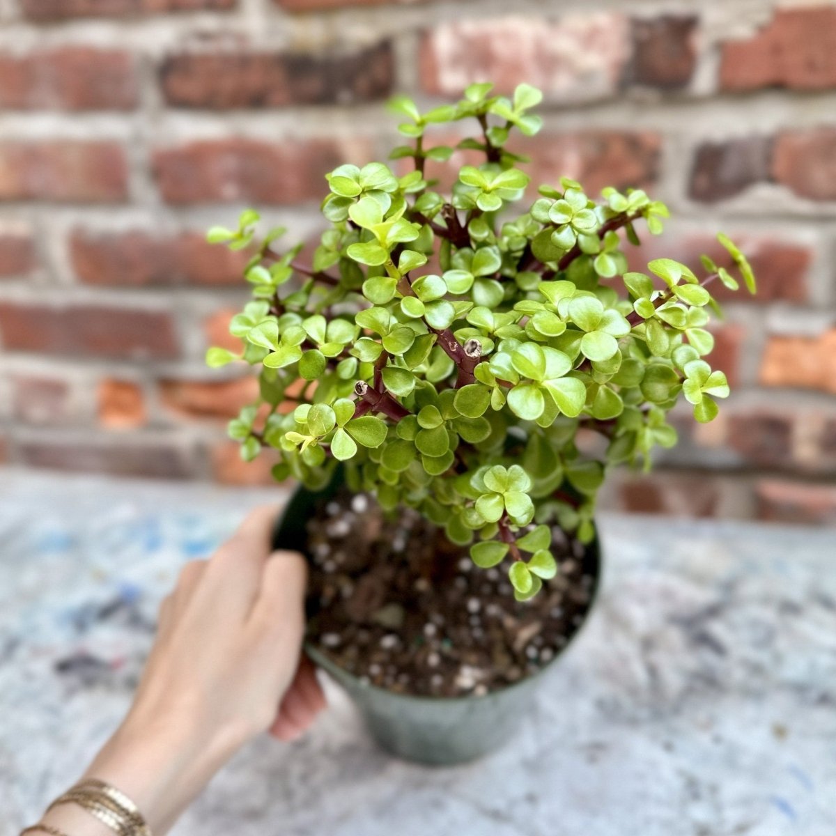 Portulacaria Afra - Elephant Bush - Various Sizes