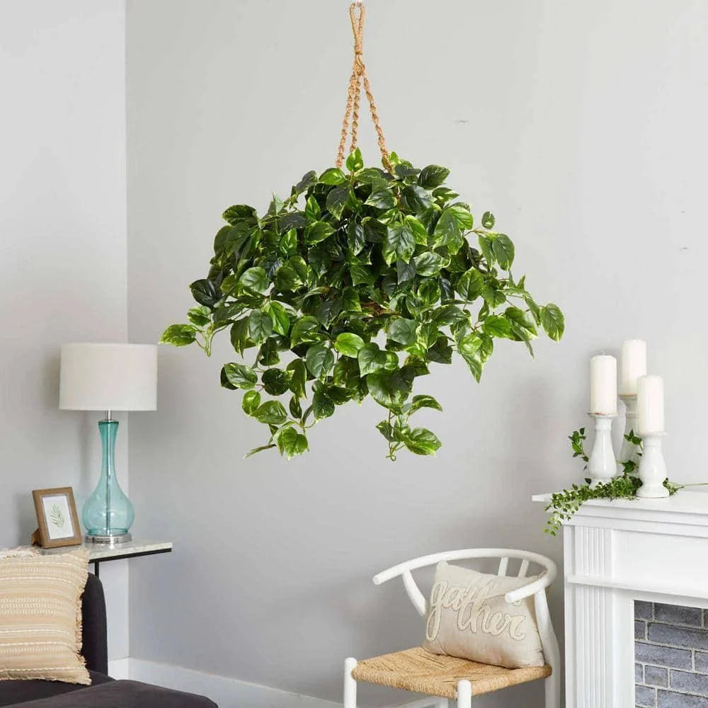 36-in Pothos Hanging Basket UV Resistant - Indoor/Outdoor (36″H × 30″W)