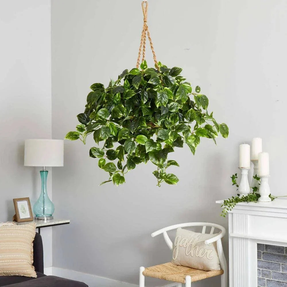 36-in Pothos Hanging Basket UV Resistant - Indoor/Outdoor (36″H × 30″W)