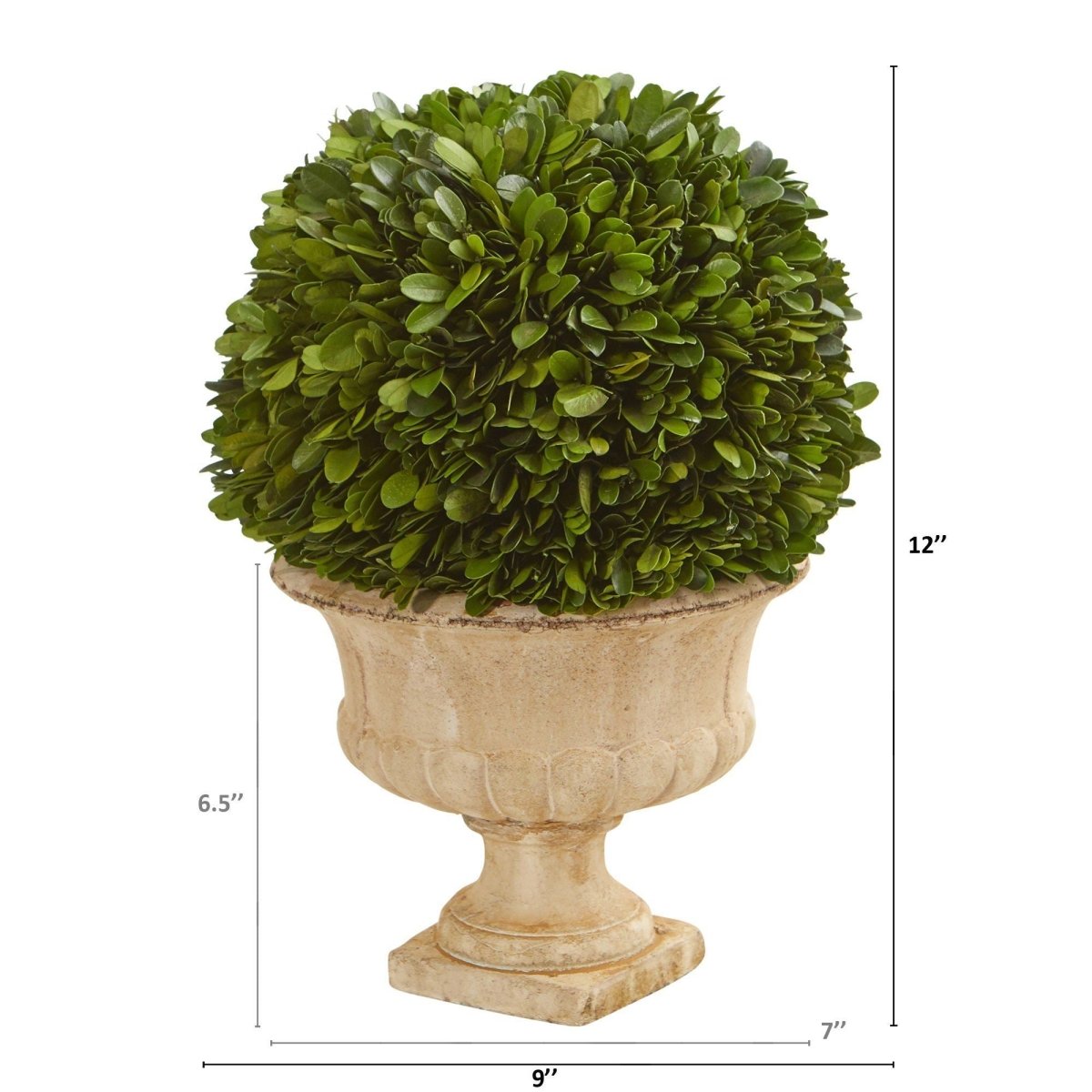 12-in Preserved Boxwood Ball In Decorative Urn