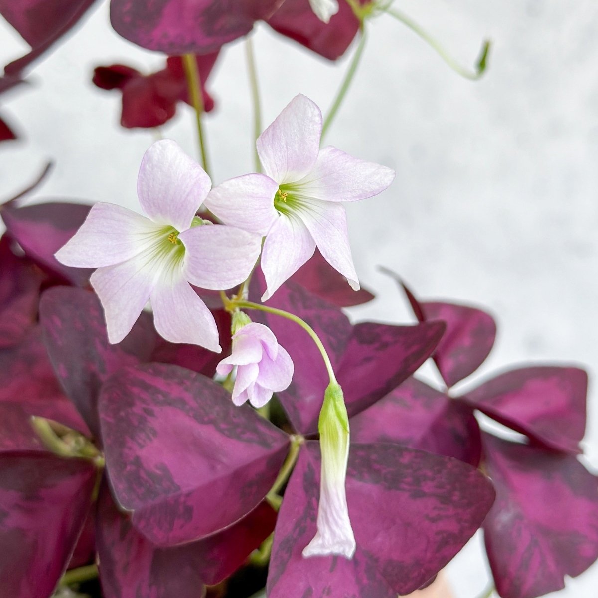 Purple Shamrock (Oxalis Triangularis)