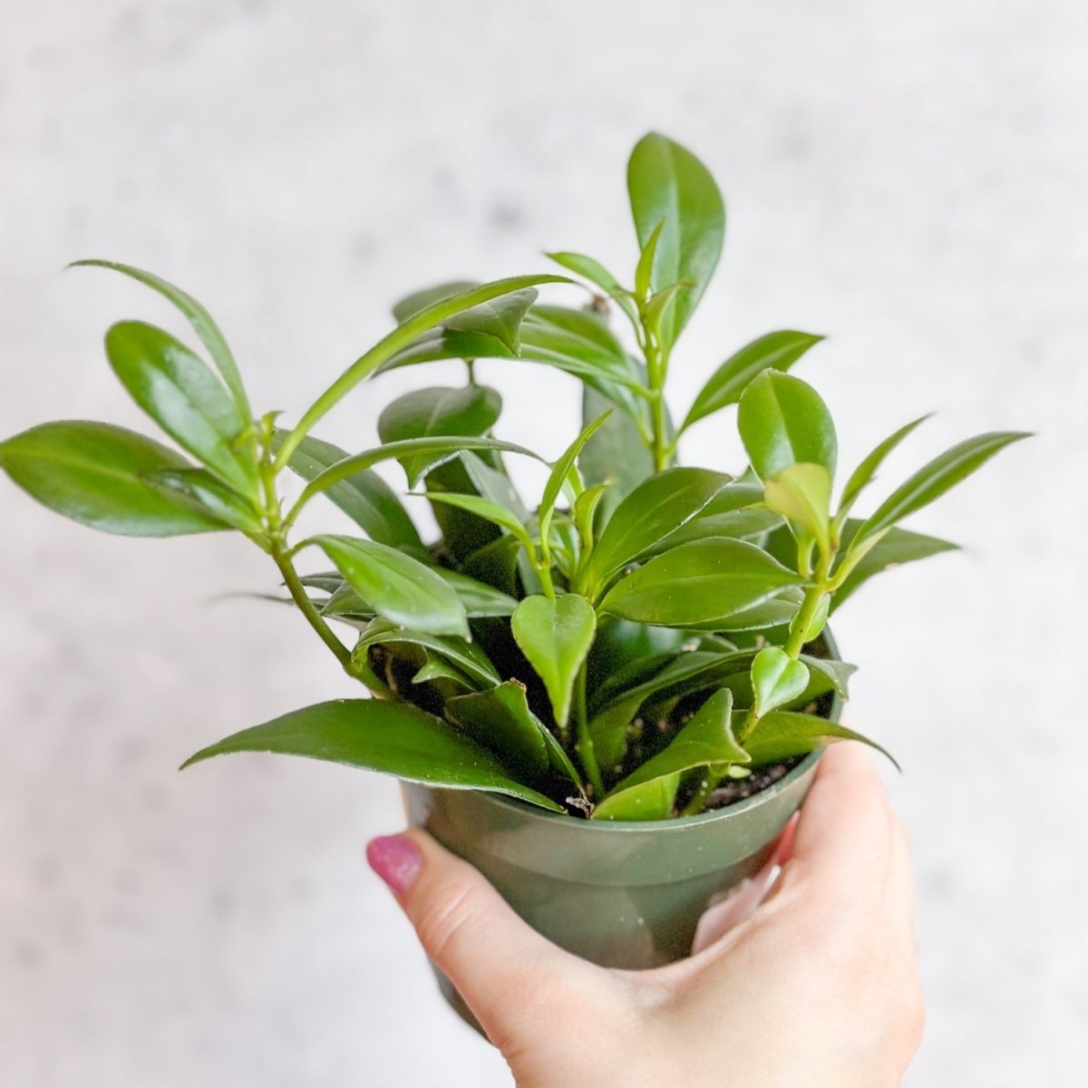 Rapunzel Lipstick Plant - Aeschynanthus Japhrolepsis - 4 Inch