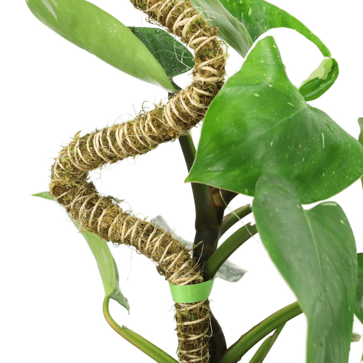 Reusable Plant Tape By Mossify – Soft Velcro Plant Tie For Indoor & Outdoor Use (20ft, 30ft)