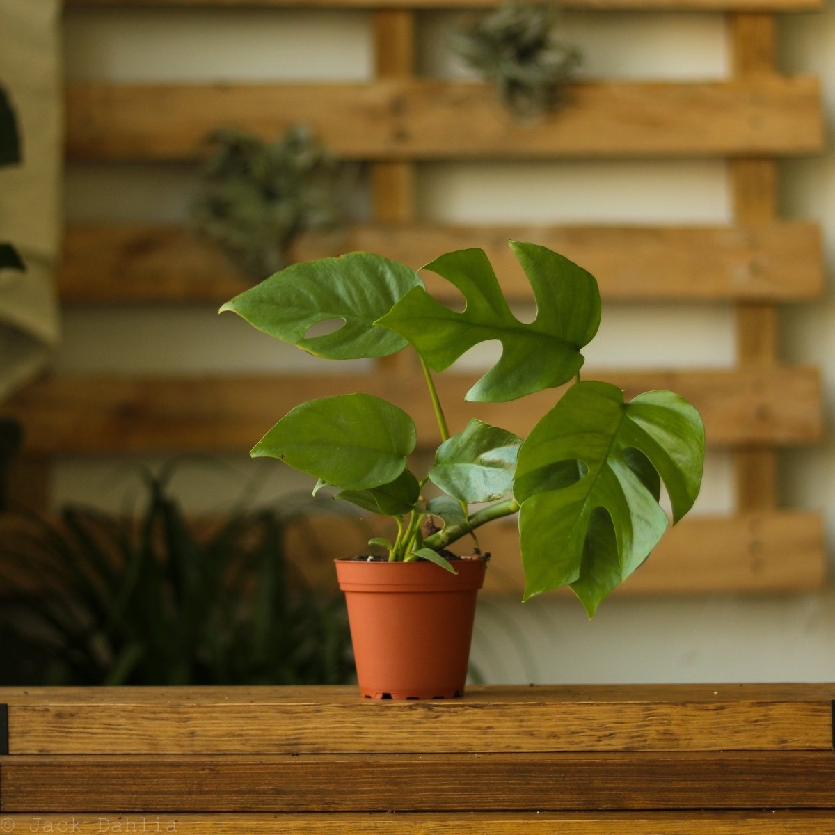 Rhaphidophora Tetrasperma - Mini Monstera