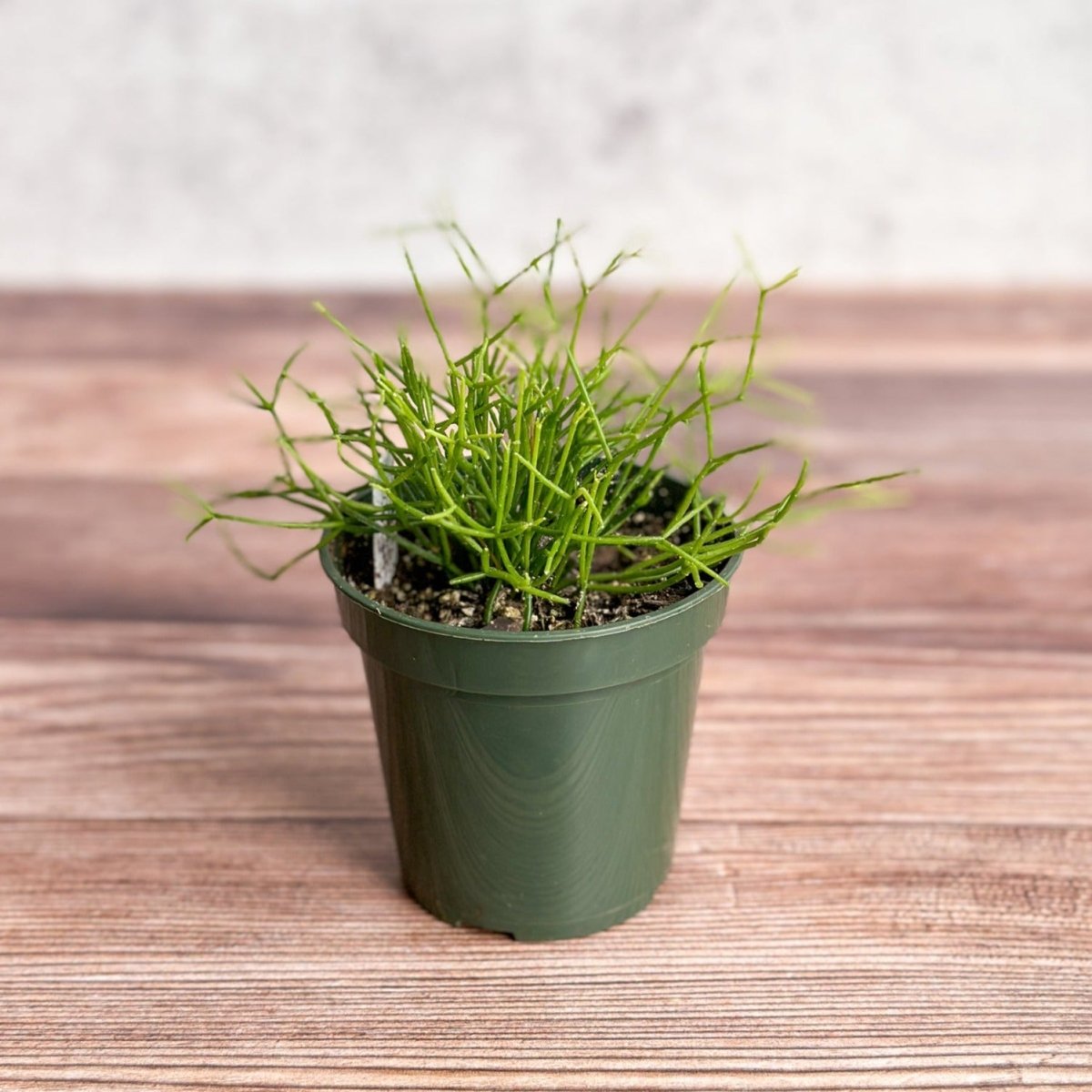 Rhipsalis Burchellii - Mistletoe Cactus - 3.5 Inch