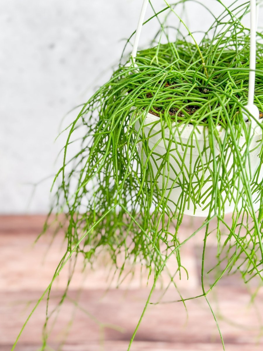 Rhipsalis Burchellii - Mistletoe Cactus Hanging Basket