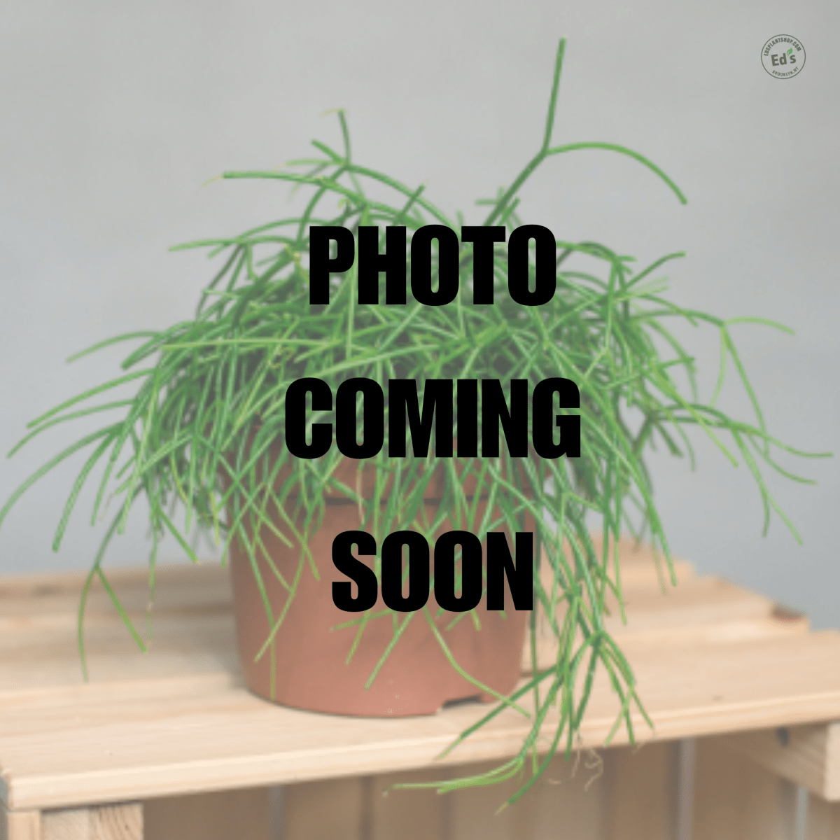 Rhipsalis Cashero - Mistletoe Cactus