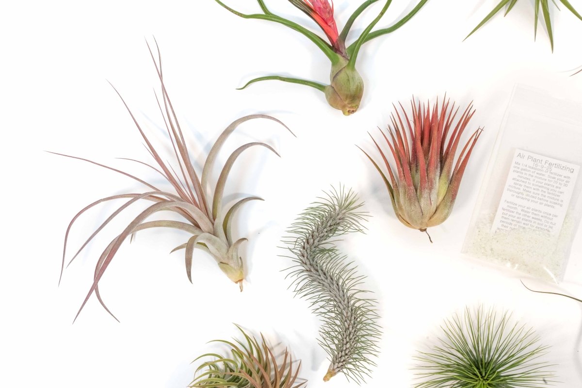 Premium Tillandsia Air Plant Grab Bag & Fertilizer Packet Bundle