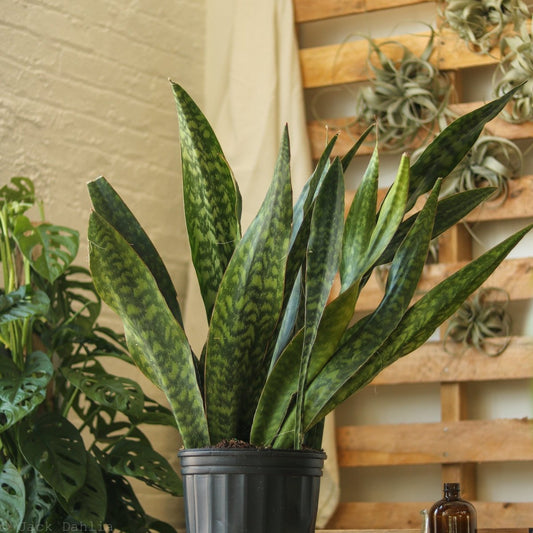 Sansevieria Jaboa - Jaboa Snake Plant - 10 Inch Floor Plant