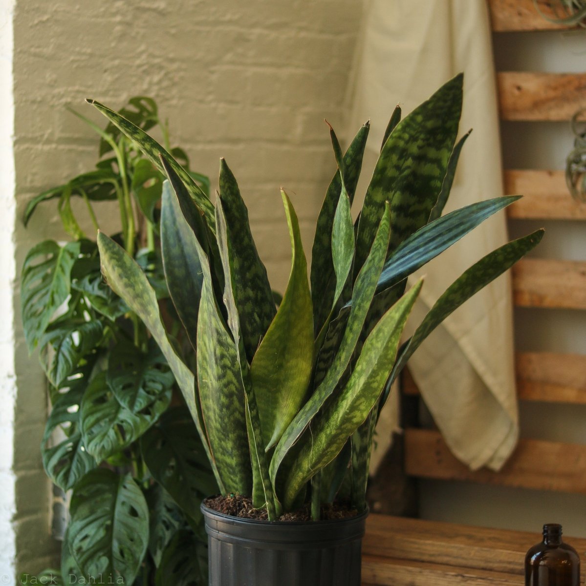 Sansevieria Jaboa - Jaboa Snake Plant - 10 Inch Floor Plant