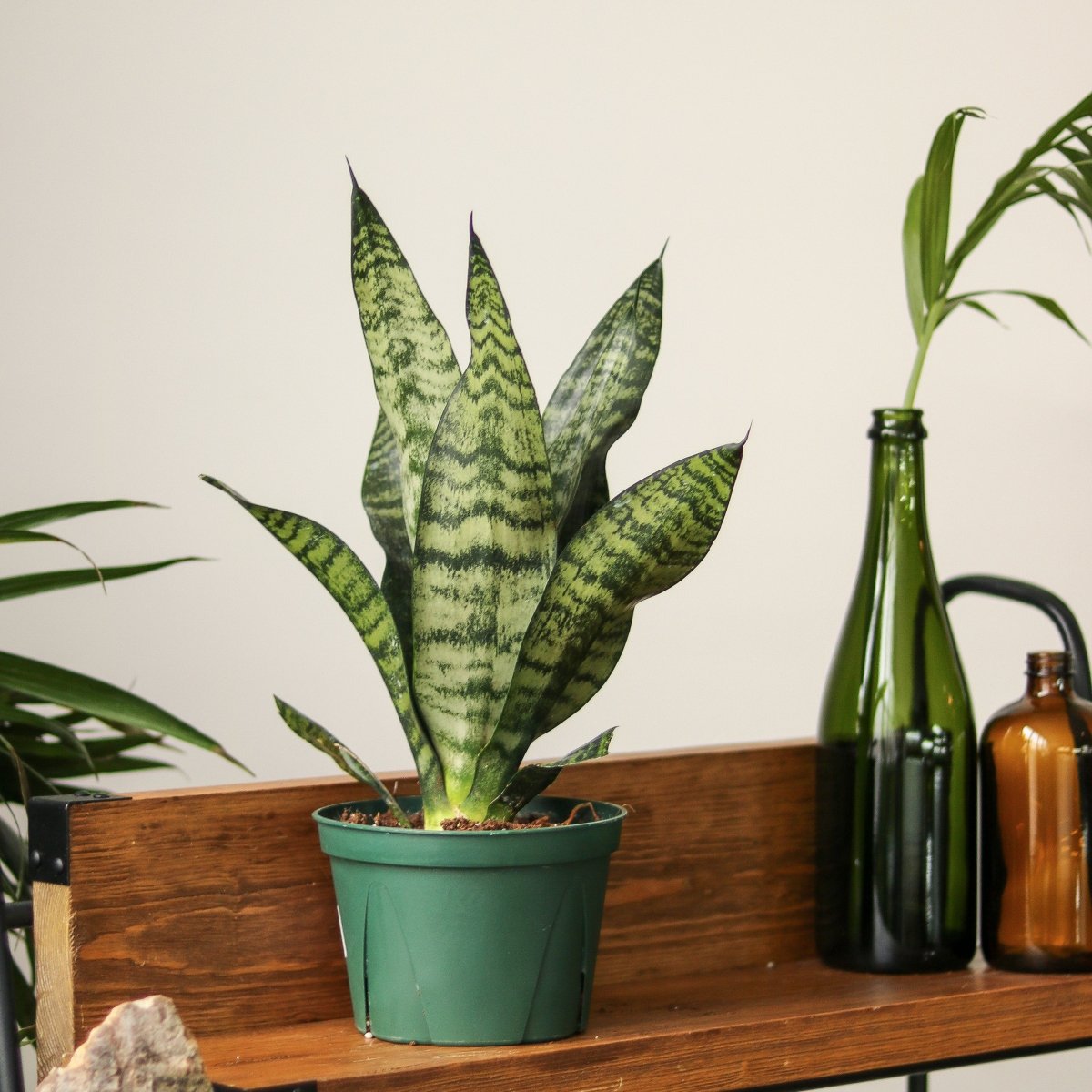 Sansevieria Trifasciata ‘Black Coral Snake Plant' - Various Sizes