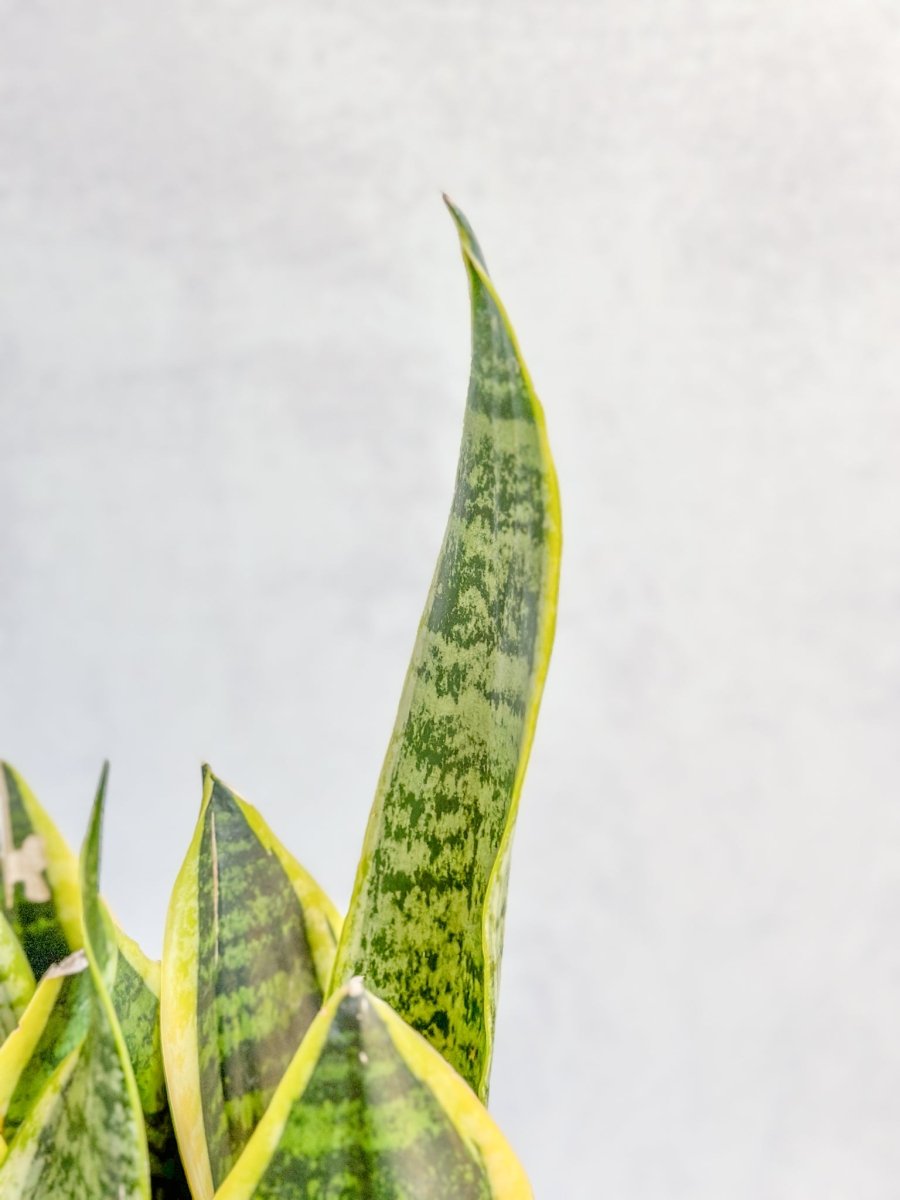 Sansevieria Trifasciata ‘Laurentii’ - 8" Snake Plant