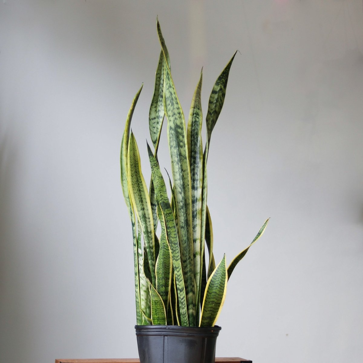 Sansevieria Trifasciata 'Laurentii' | Classic Variegated Snake Plant